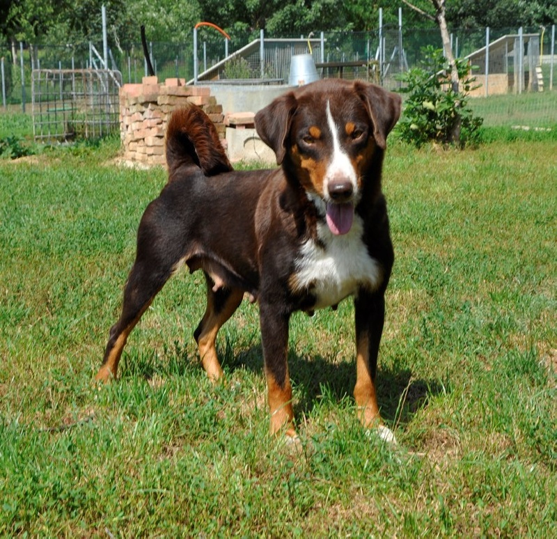 ca' del corsi Savannah