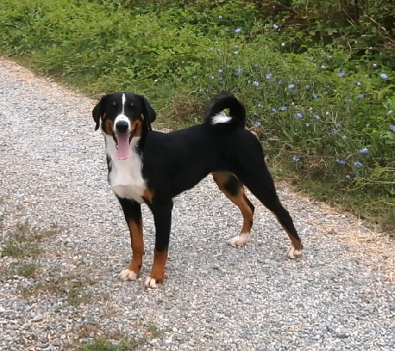 ca' del corsi Zelivira