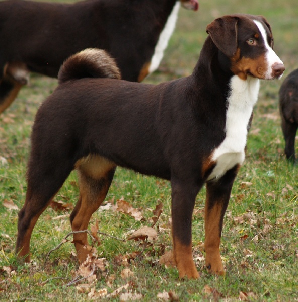 ca' del corsi Zagara