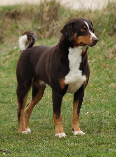 CH. ca' del corsi Toto'