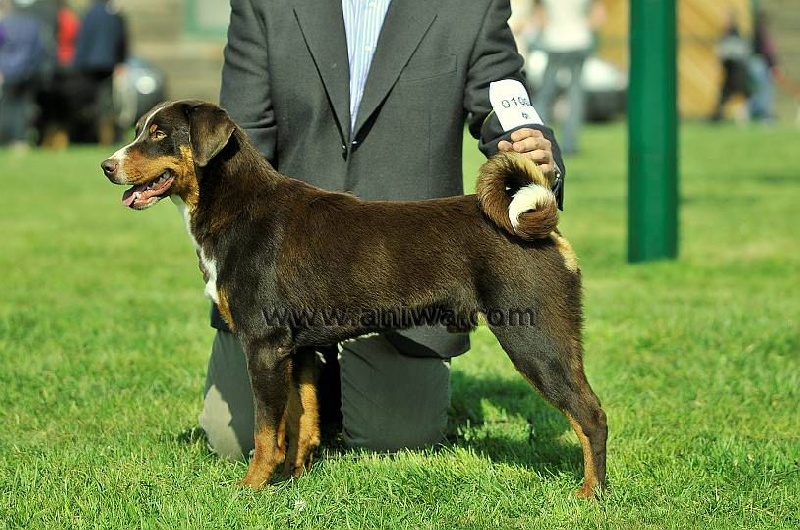 CH. Bruno (Sans Affixe)